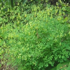 Талликтрум малый