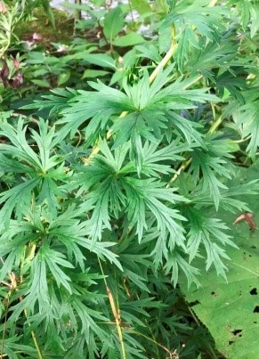 Талликтрум