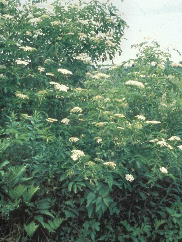 Sambucus nigra L