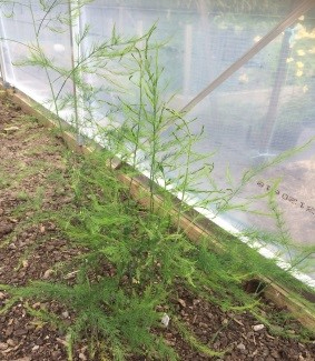 Asparagus officinalis L