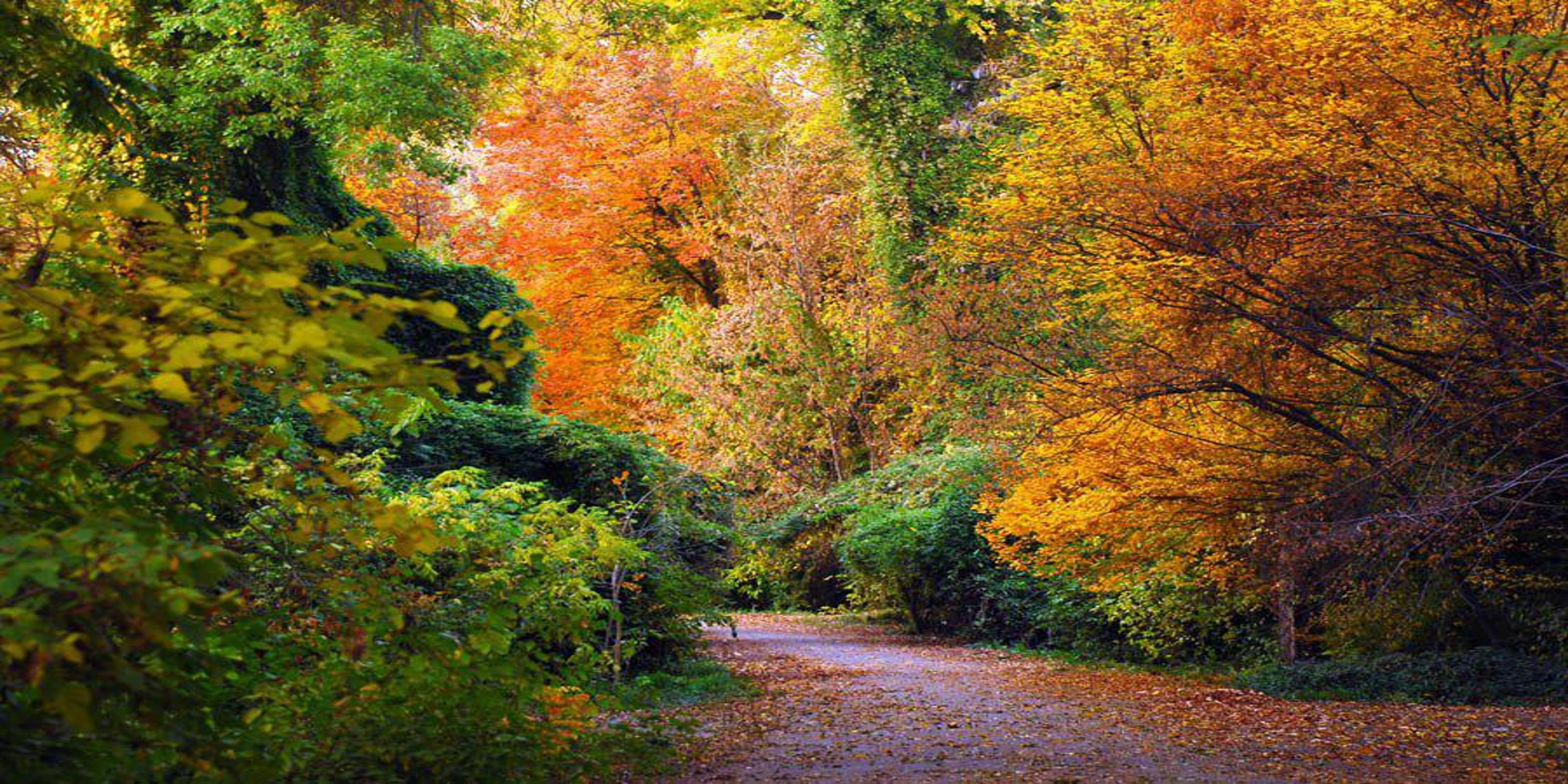 Botanika bog'ida kuz